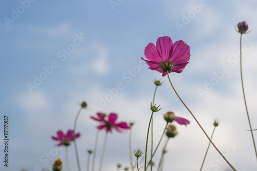 pink flowers on blue sky background in garden