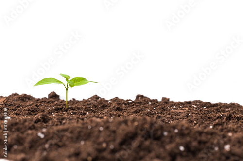 Young plant isolated on white