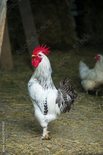 White rooster on traditional free range poultry farm