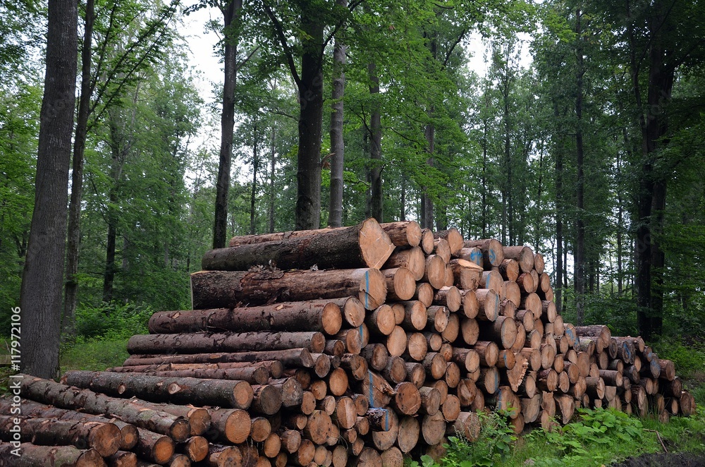 ścięte drewno w lesie