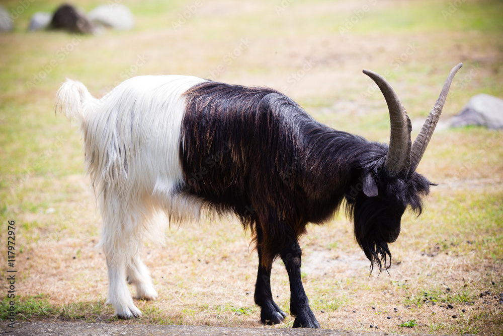 Billy goat on the wild national park. Billy goat on the wild national park.