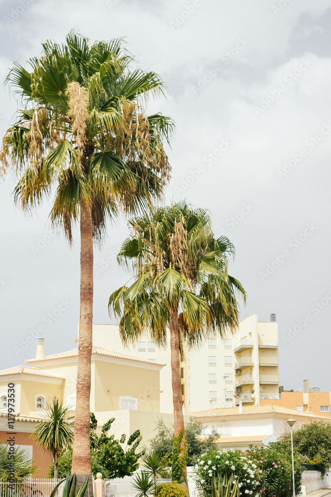 Beautiful palm trees along road, high building over blue sky background