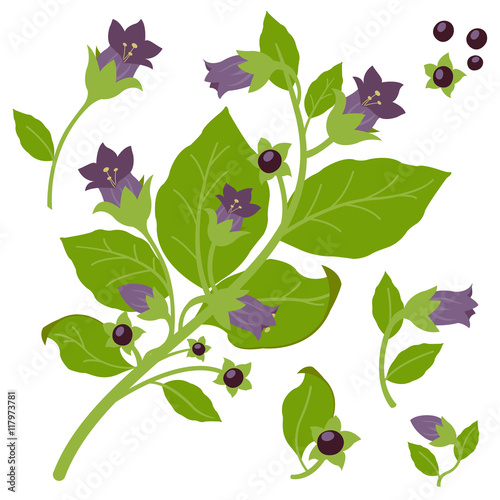 Belladonna plant. Vector illustration