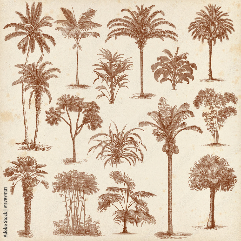 Naklejka premium Vintage hand drawn palm trees set