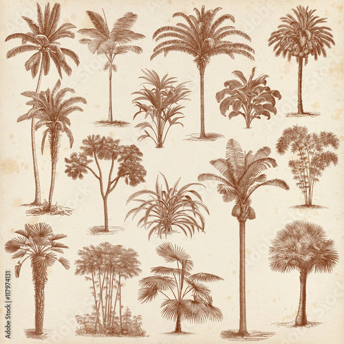 Vintage hand drawn palm trees set