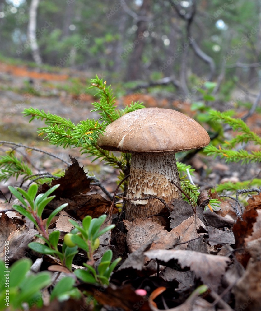 Fototapeta premium Wild plants Scandinavia and Kola Peninsula: Mushroom brown cap boletus (lat. Leccinum) grown among fir elfin wood, last year's leaves and bushes cranberries