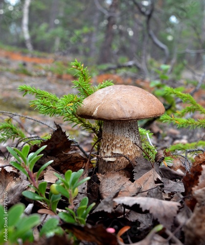 Wild plants Scandinavia and Kola Peninsula: Mushroom brown cap boletus (lat. Leccinum) grown among fir elfin wood, last year's leaves and bushes cranberries
