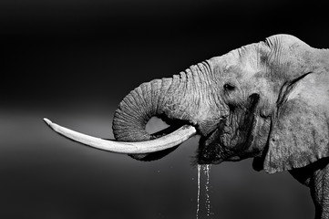 Papier peint photo Éléphant Éléphant mâle s'abreuvant tranquillement  © JohanSwanepoel