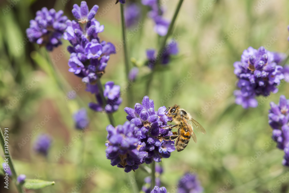Nahaufnahme einer Biene auf blühendem Lavendel Nahaufnahme einer Biene auf blühendem Lavendel
