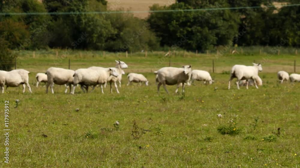 timelapse of sheep in a field timelapse of sheep in a field