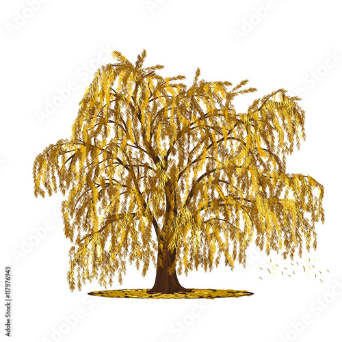 detached tree willow with yellow leaves