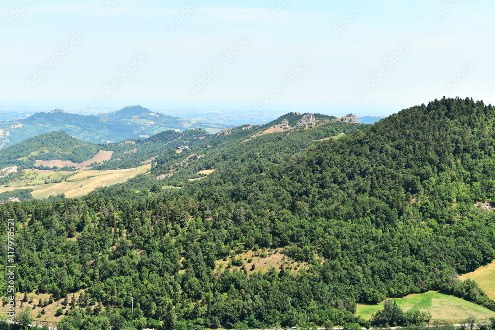 A forest with dark green pines in Romagna, Italy