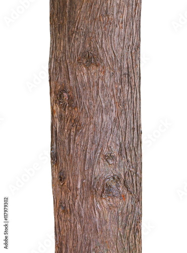  Tree trunk texture isolated on white, pine wood background