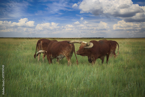cattle family with very long and curved horns called Watusi walk in the wild steppe of Askania-Nova in Ukraine