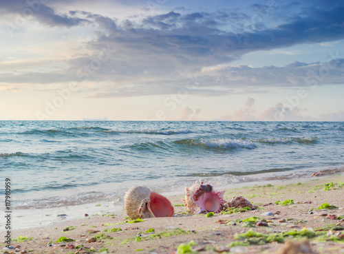 Sea shells on a sandy beach against the sea