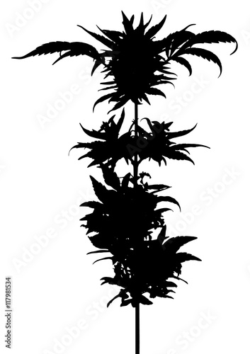 
marijuana cannabis flower silhouette 