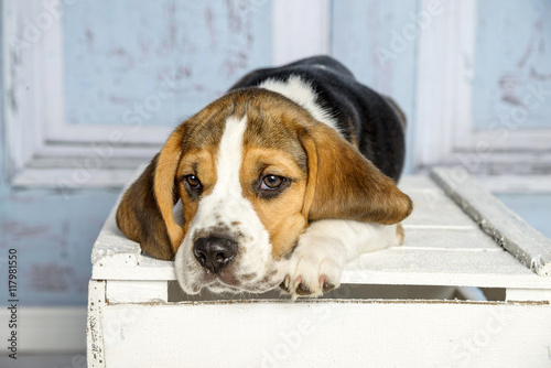 Fototapeta Naklejka Na Ścianę i Meble -  Süßer kleiner Beagle Welpe liegt auf einer weißen Holzkiste, den Kopf neben den Pfoten abgelegt mit Blick zum Betrachter
