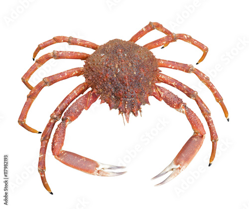 european spider crab