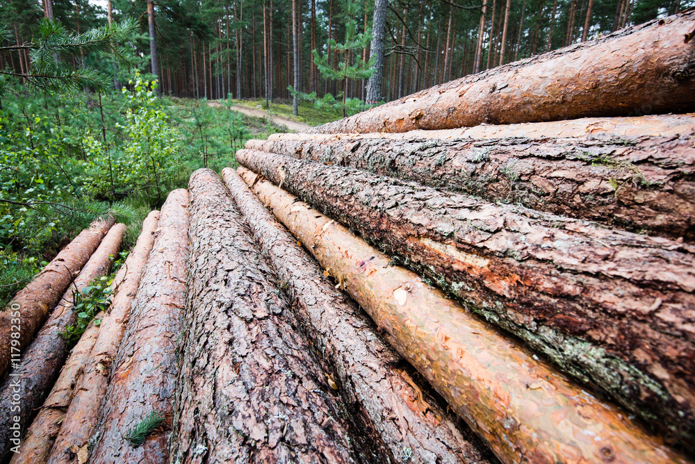 A big pile of wood in a forest road A big pile of wood in a forest road