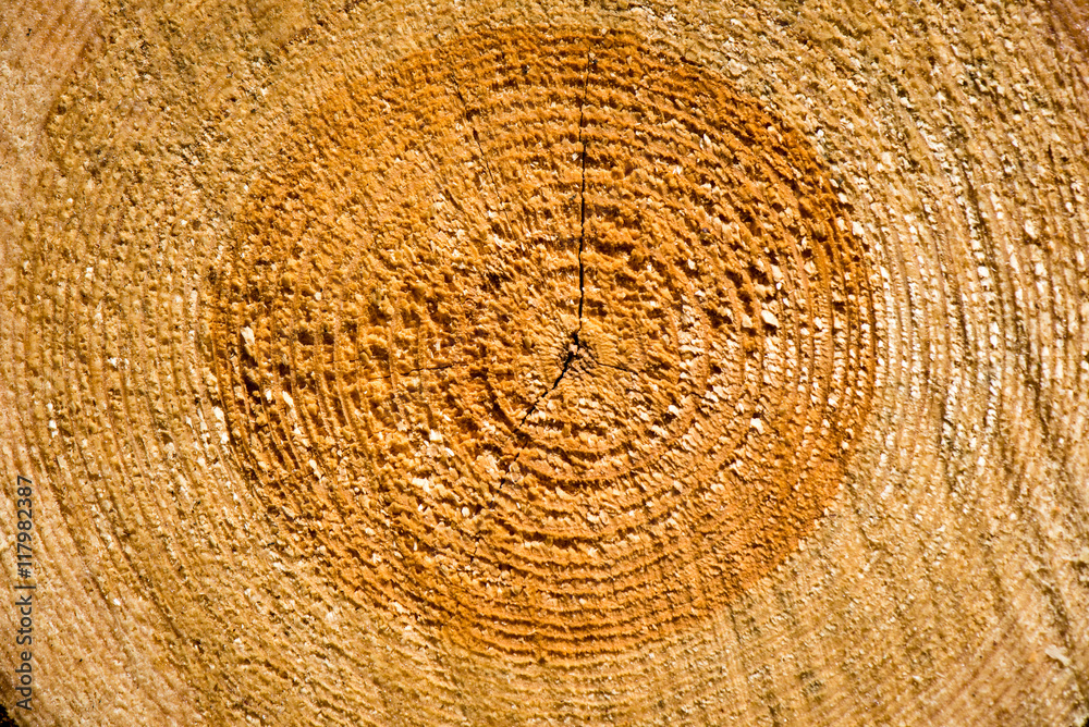 Naklejka premium A big pile of wood in a forest road