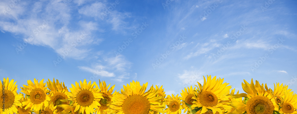 Naklejka premium Panorama ze słoneczników na tle błękitnego nieba