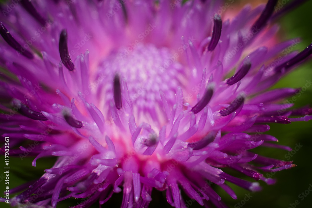 Obraz premium Thistle flower, macro.