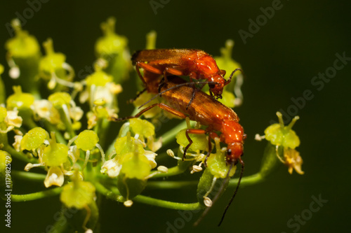 Beetle firefighter (Cantharis rustica).