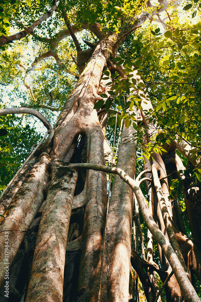 massive tree is buttressed by roots Tangkoko Park