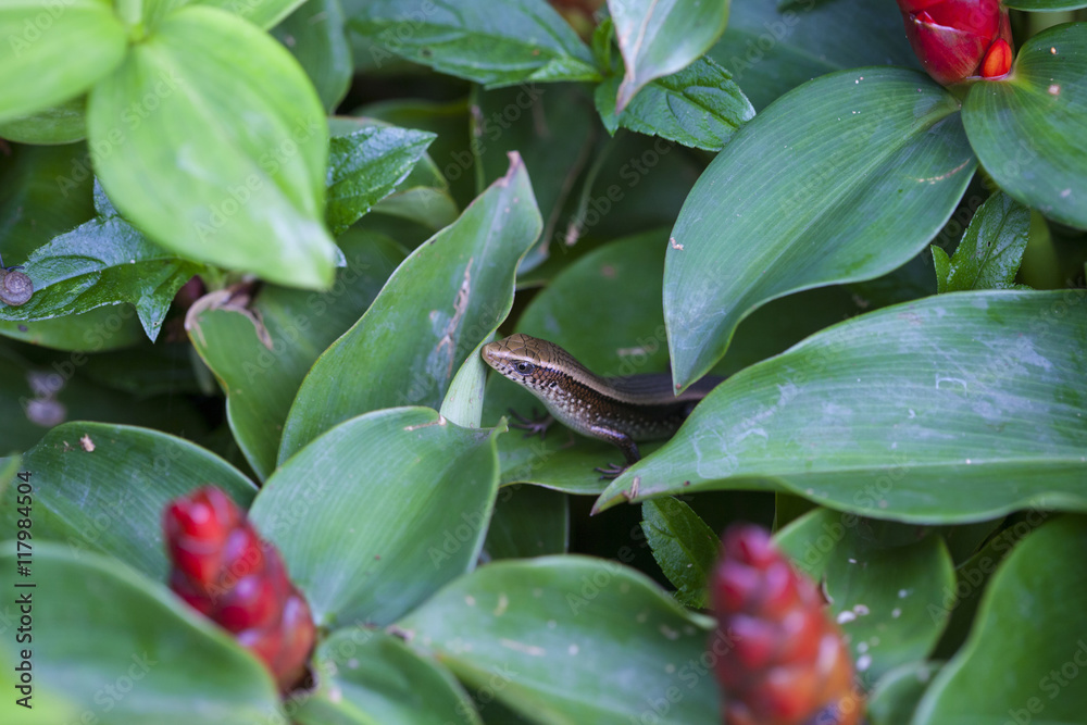Chameleon in nature. Chameleon in nature.