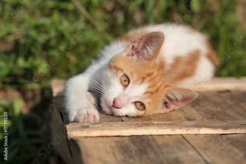 gatto piccolo che si stira su una cassetta al tramonto photo