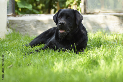 Black dog lying on the grass.
