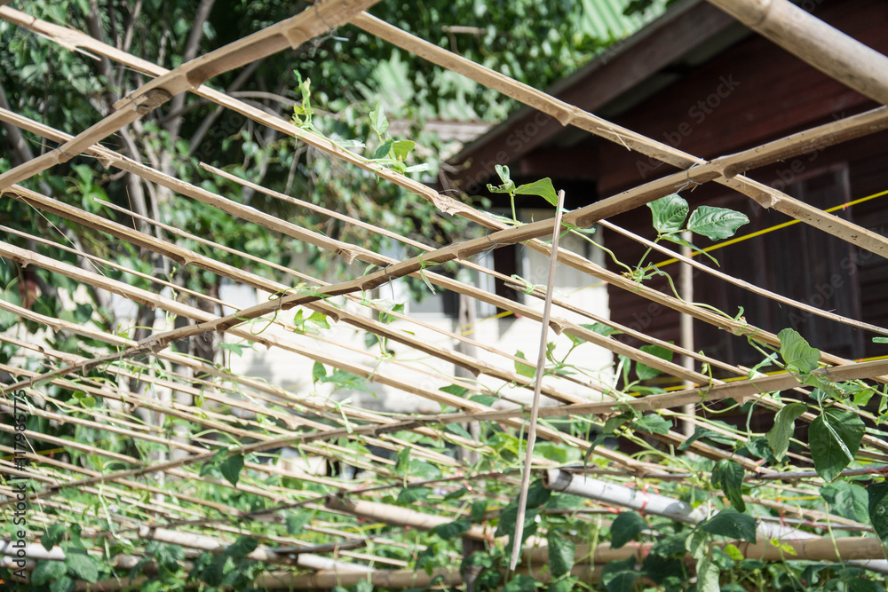 Cow pea on bamboo net  ,agriculture field in Thailand