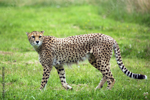 Prowling Cheetah photo