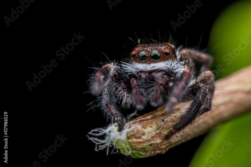 Jumping spider on branch