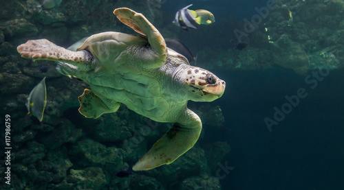 Close-up view of a Loggerhead sea turtle (Caretta caretta)
