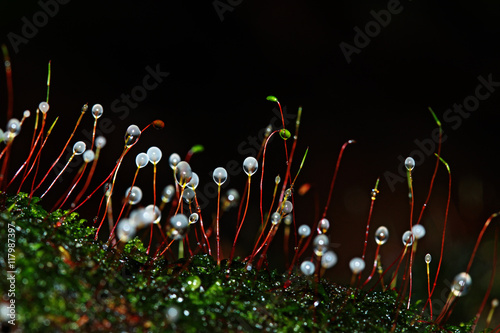 Photography Byropsida spores