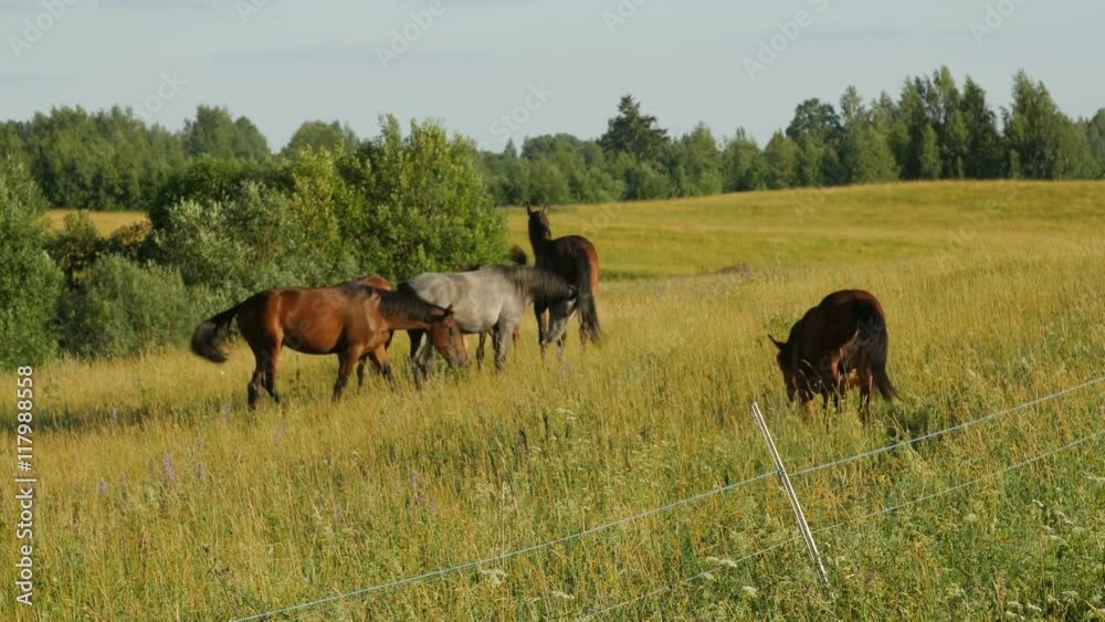 Horses in Green Field. Lithuania. Long shot Horses in Green Field. Lithuania. Long shot