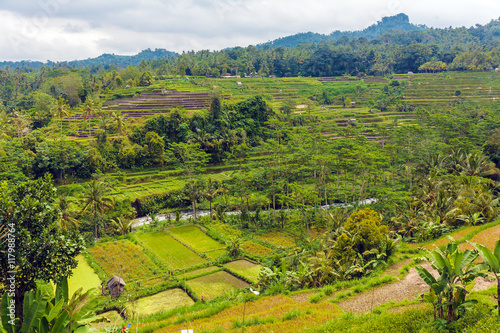Jungles with River an Rice Field  Bali