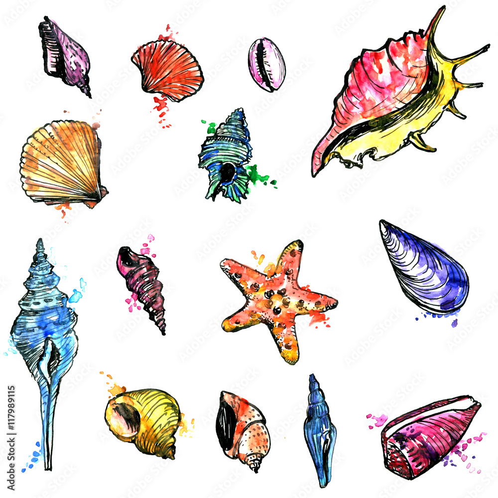 watercolor set of shells watercolor set of shells