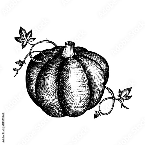 vector vintage pumpkin and leaves