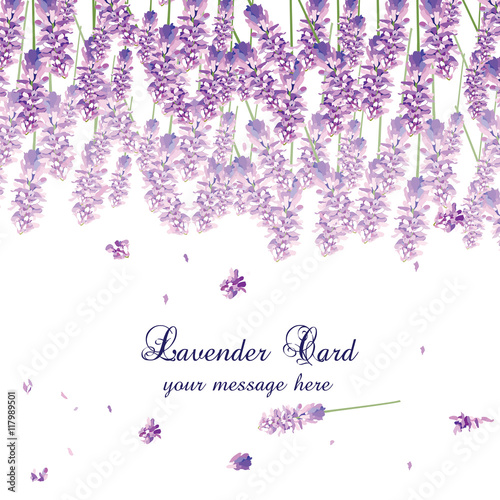 Lavender Card with flowers in watercolor paint style Vector. Gentle blossom floral bouquet. Vintage Label with lavender beautiful fragrance