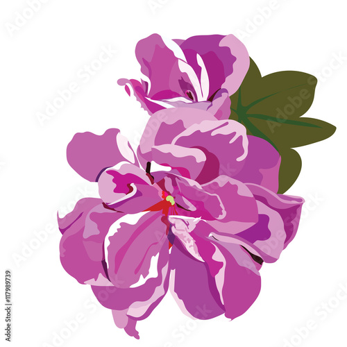Fototapeta Naklejka Na Ścianę i Meble -  Spring Summer Flower isolated on white Vector
