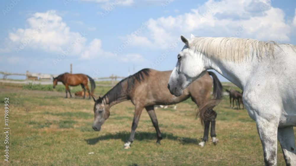 Group of horses grazing on the meadow. Horses is walking and eating green grass in the field. Close-up Group of horses grazing on the meadow. Horses is walking and eating green grass in the field. Close-up