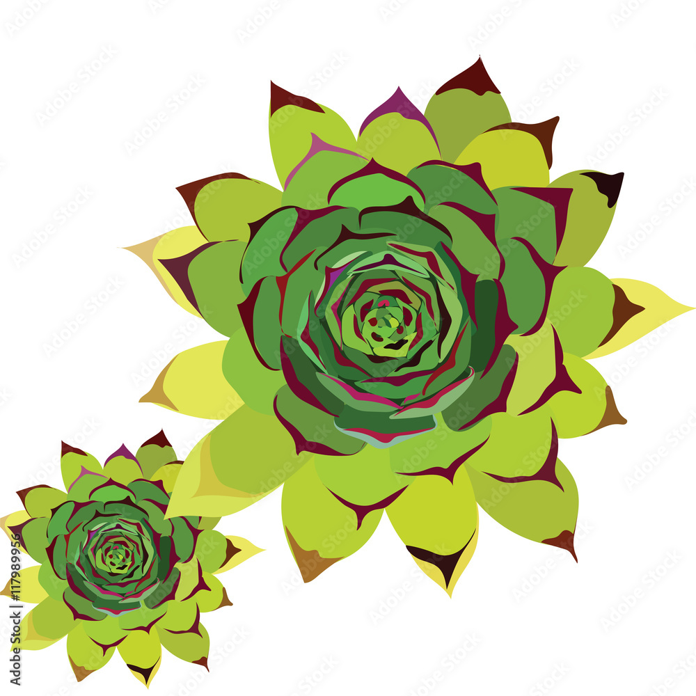 Tropical green flower isolated on white. Vector Tropical green flower isolated on white. Vector
