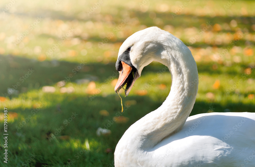 White swan eating grass on a sunny meadow. White swan eating grass on a sunny meadow.