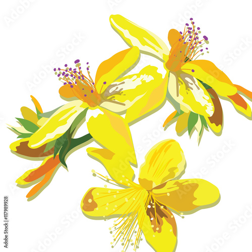 Beautiful Watercolor Yellow flowers card background Vector. Vintage Elegant Card illustration for Women's day, birthday, Wedding, Ceremony, Anniversary