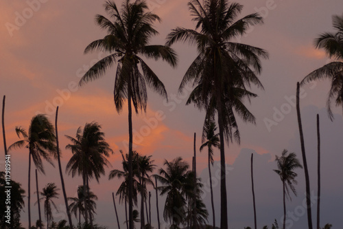 Sunlight color at sunset  Black silhouette of a coconut tree