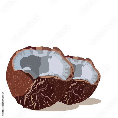 Fresh Coconut Vector isolated. Hand drawn watercolor on white background. Vec...