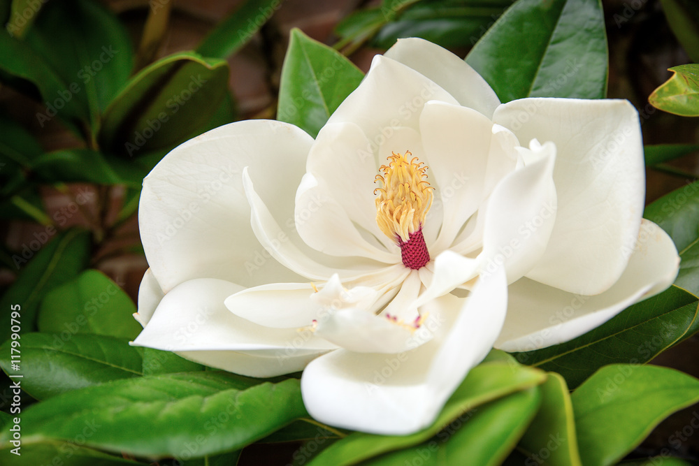 Naklejka premium Magnolia Grandiflora
