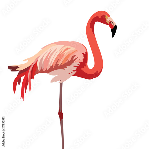 Flamingo bird isolated on white background Vector